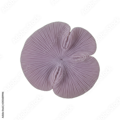 Pleated Lavender Fabric Flower with Petal Detail