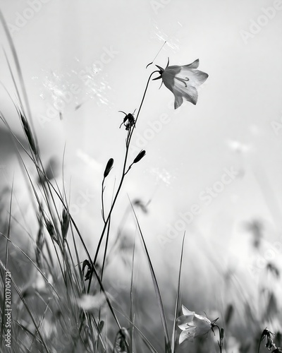 Harebell Blooming in a Meadow During Springtime