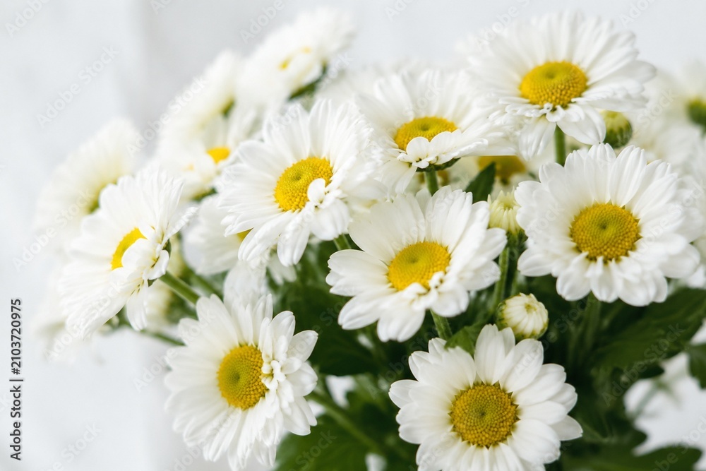 Obraz premium Close-up of fresh daisies in a bouquet, radiating purity and natural charm.