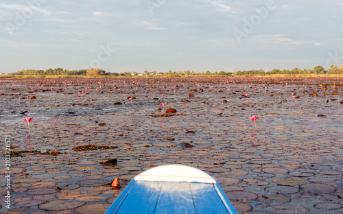 Red lotus lake in Udon Thani, Thailand. Pink lotus flowers blooming across the water. Calm natural landscape with reflections on the lake surface.