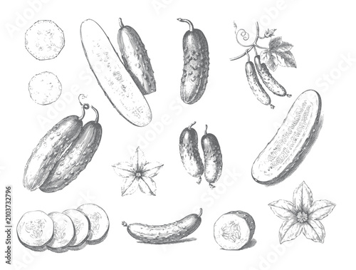 Obraz na płótnie Botanical cucumber artwork with vegetable slices and natural seed texture