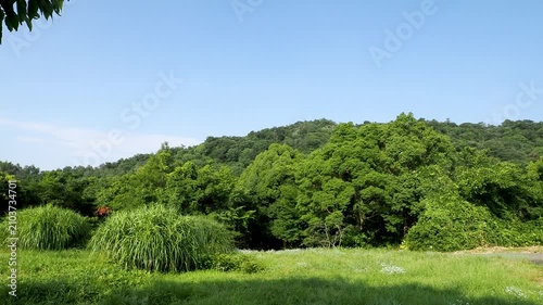 新緑に覆われた山の風景