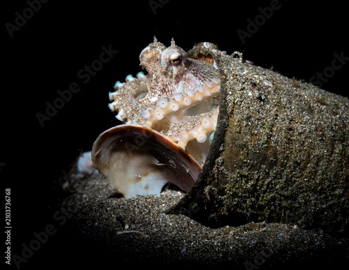 Fotografía Coconut octopus 2