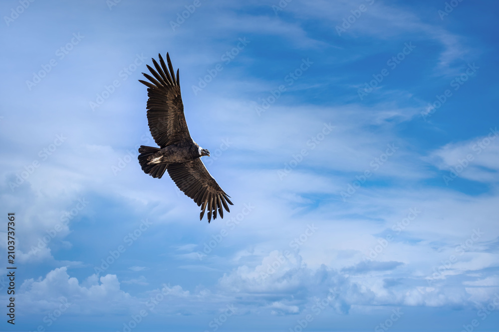 Obraz premium Andean condor soaring high above the Mirador Cruz del Condor viewpoint in Peru with powerful wings spread against a bright blue sky