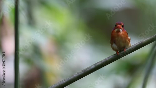 The Sulawesi dwarf kingfisher (Ceyx fallax) is a species of bird in the family Alcedinidae that is endemic to Sulawesi island, Indonesia.