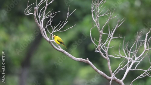 Black-naped oriole (Oriolus chinensis celebensis) is a passerine bird in the oriole family that is found in many parts of Asia. This photo was taken in Tangkoko National Park, Sulawesi island, Indones