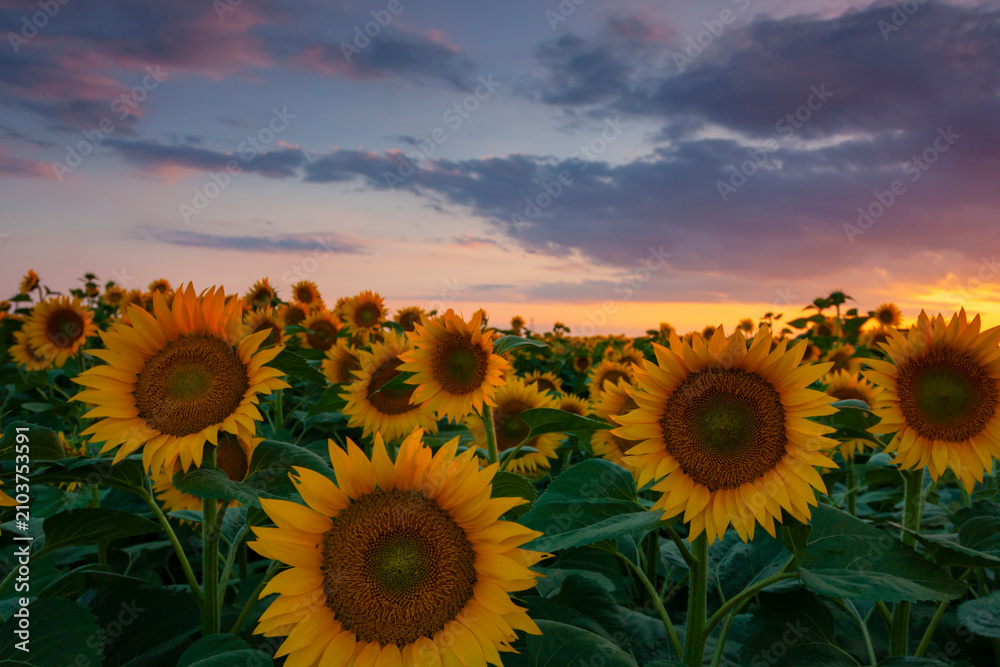 Fototapeta premium Beautiful sunflower field at sunset in a rural agricultural area in Eastern Europe