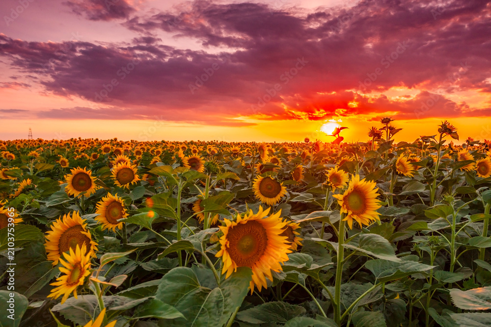 Fototapeta premium Beautiful sunflower field at sunset in a rural agricultural area in Eastern Europe