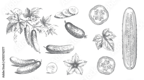Fotografie Cucumber vegetable collection with blossoms, curling tendrils, sliced pieces, and leaves