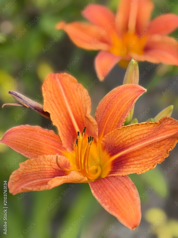 Fototapeta premium Close-up of orange daylily bloom in summer garden 