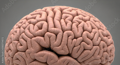 3d render of human brain, detailed anatomy, scientific illustration, medical study, neuroscience, educational resource