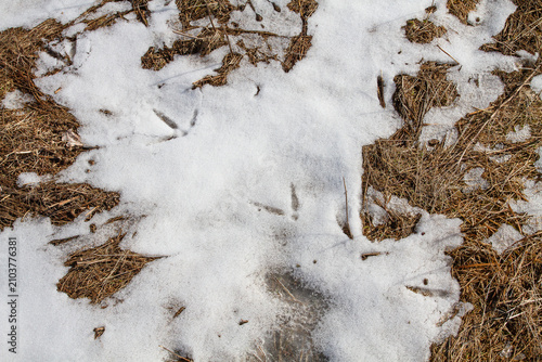 Canvastavla a chain of three toed crane tracks in the snow