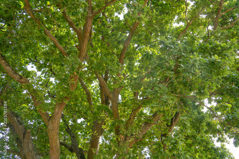 Fototapeta premium Green tree branches stretch across a clear sky and provide shade during a sunny day in a park