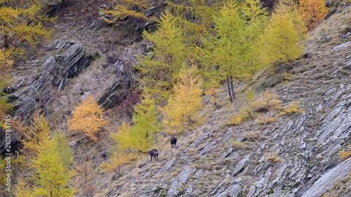 Two Alpine chamois males in the mating season (Rupicapra rupicapra)