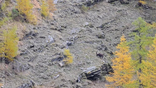Father and son, alpine ibex male with puppy in the autumn season (Capra ibex)
