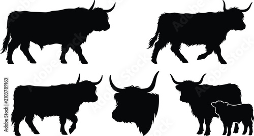 Fotografie Collection of Highland cattle silhouettes including walking adult cows and a cal