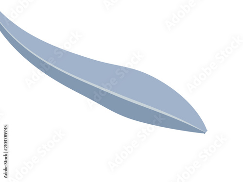feather on white background
