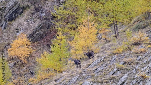 The challenge, two Alpine chamois males in the breeding season (Rupicapra rupicapra)