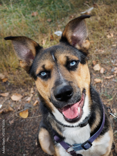 A vertical high-angle portrait of a happy, mixed-breed dog with striking blue eyes, looking up into the camera with an open mouth.