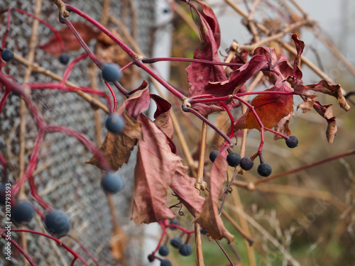 A horizontal close-up shot of a wild grape plant featuring dark blue berries and dry red leaves clinging to a metal wire fence in autumn.