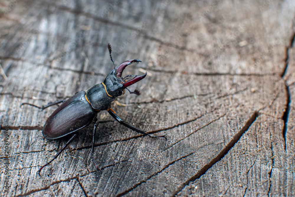 Obraz premium Male stag beetle (Lucanus cervus) walking across a weathered tree stump in natural woodland habitat.