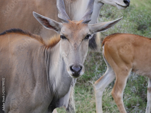 Close-up of an antelope in natural environment 