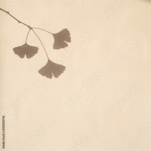 Autumn Ginkgo Leaf Shadow on Warm Textured Wall