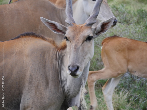 Antelopes in natural habitat in Mauritius 