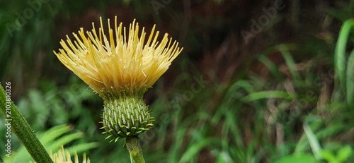 Konstfotografi Close-up of a yellow melancholy thistle growing in the deep forests of Swiss nature, Switzerland