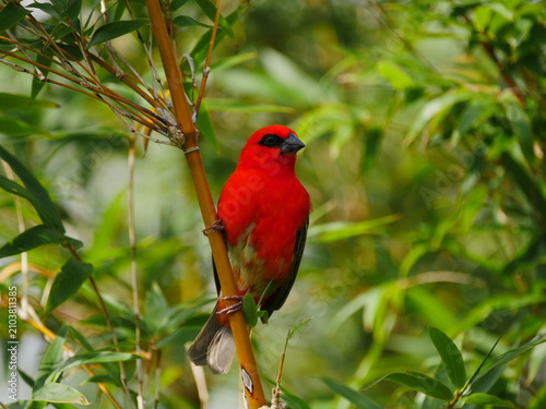 Vibrant red Fody bird of Mauritius perching on bamboo