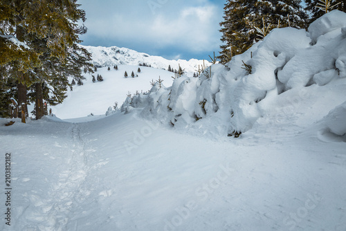 Fairytale winter scenery with snow covered pine forest, Christmas feeling