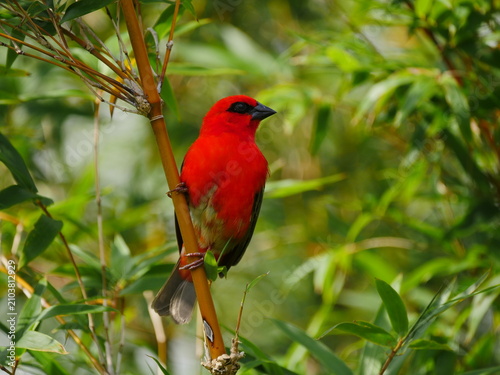 Vibrant red Fody bird of Mauritius perching on bamboo
