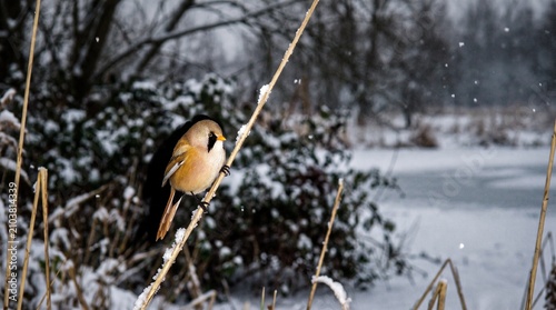 Huddled songbird on branch during freezing winter snowfall