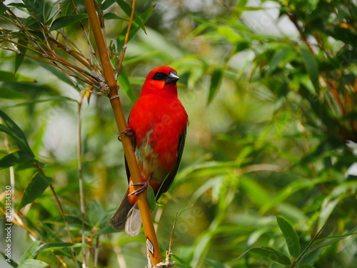 Vibrant red Fody bird of Mauritius perching on bamboo