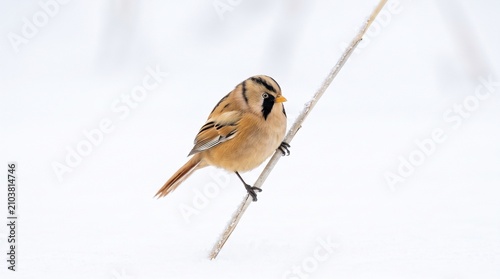 Bearded reedling bird sitting on dry twig in white winter
