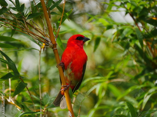 Vibrant red Fody bird of Mauritius perching on bamboo