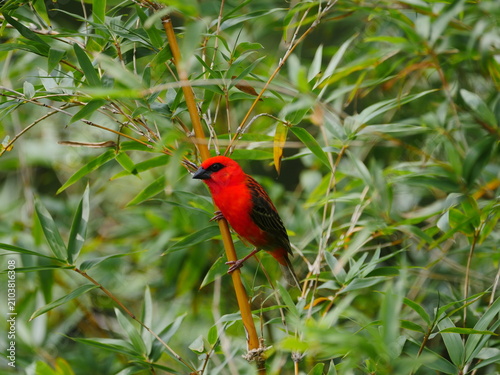 Vibrant red Fody bird of Mauritius perching on bamboo