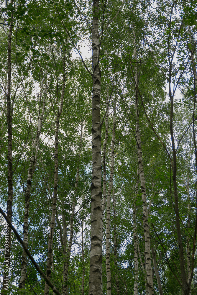 Fototapeta premium Tall birch trees with green leaves under a cloudy sky. The scene captures a serene forest atmosphere, showcasing nature's beauty and tranquility.
