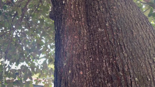 Close-up video footage of a large tree trunk featuring detailed natural bark texture in an outdoor park. Surrounded by green foliage and soft natural light.
