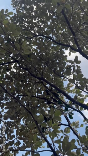 Cinematic upward view of a lush green tree canopy with sunlight filtering through the leaves against a blue sky. Peaceful outdoor nature footage ideal for environmental, forestry, botanical