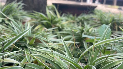 Close-up video footage of lush green variegated ornamental plants growing in a landscaped garden. The striped leaves and soft blurred background create a fresh, natural atmosphere, perfect for botanic