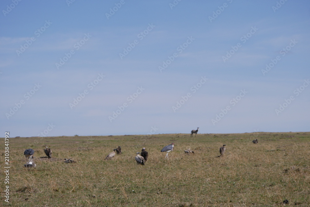 Obraz premium Safari across Kenya