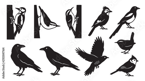 Photos Black bird silhouette collection, 10 wild bird vector icons, woodpecker and crow