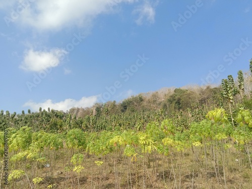Fotografie A stretch of wild grass grows in an open field against a backdrop of blue skies and white clouds