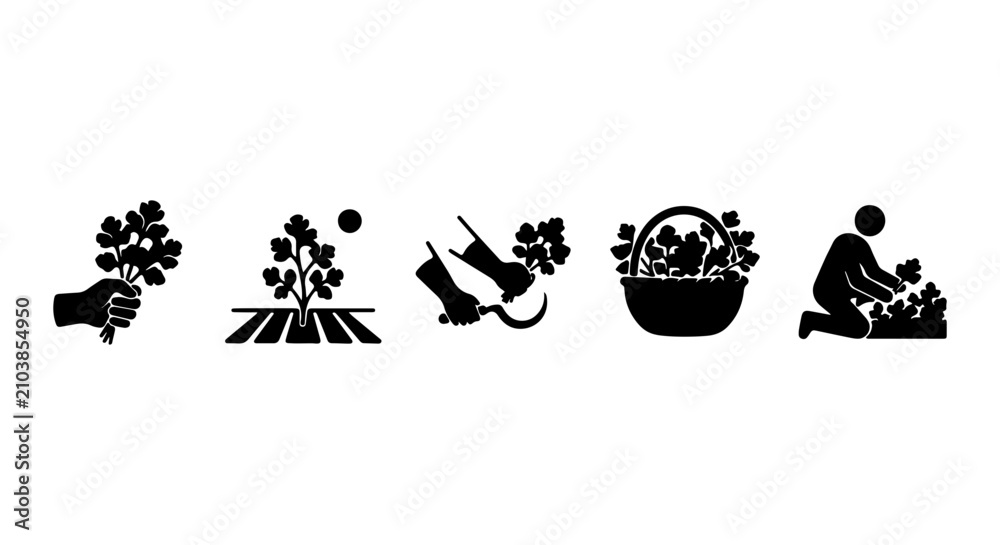 Obraz premium Vineyard Agriculture Icons, Grape Harvest Set, Farming Process Vector Graphics