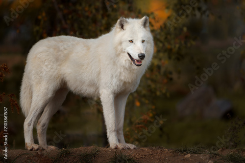 Arctic wolf