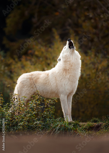 Arctic wolf