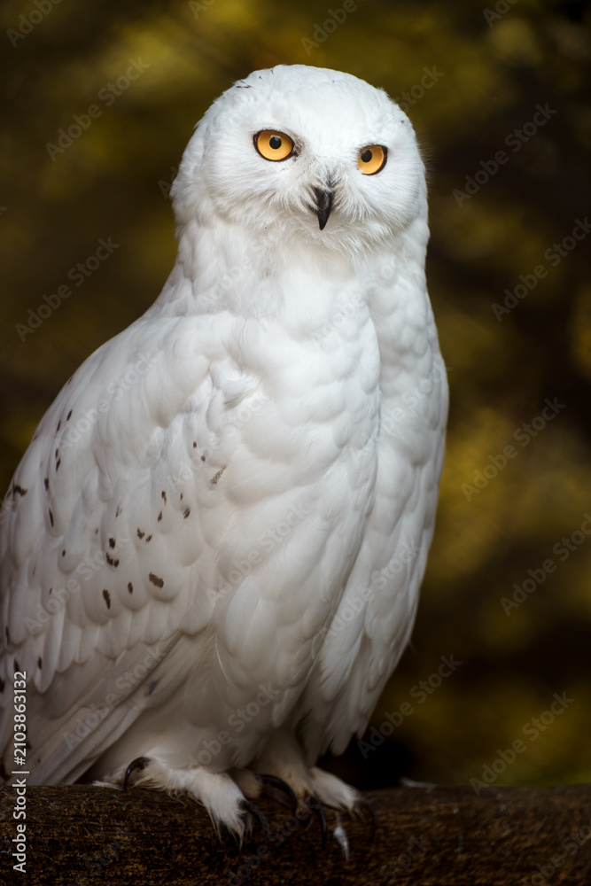 Fototapeta premium Snowy owl
