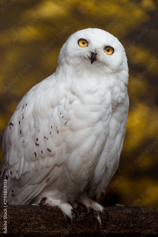 Naklejka premium Snowy owl