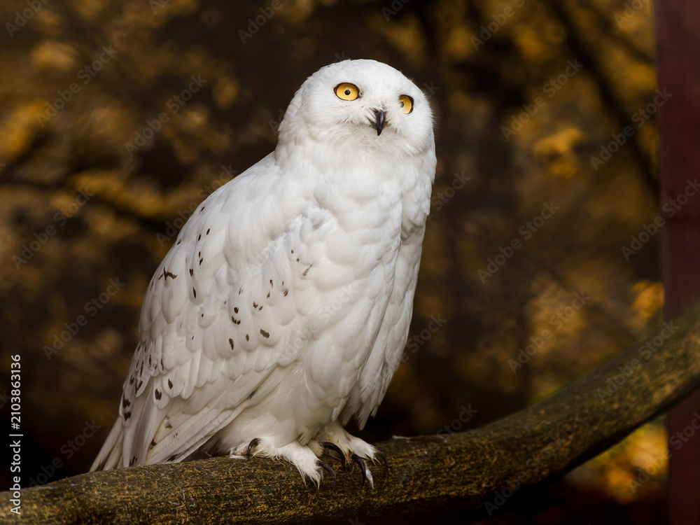 Fototapeta premium Snowy owl
